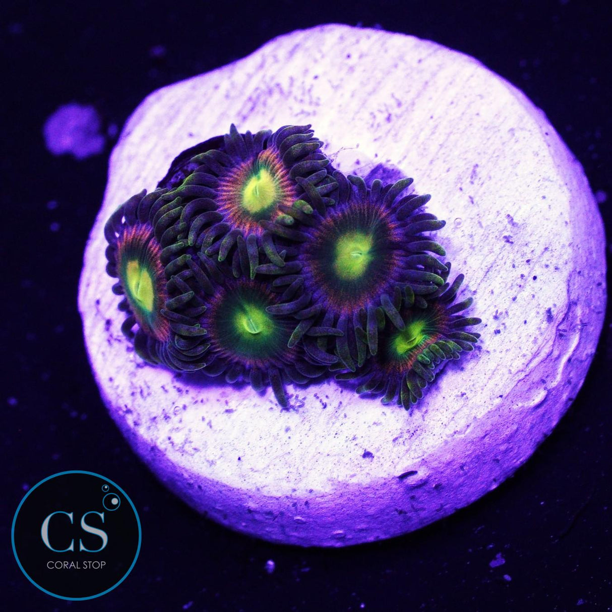 RR Kraken Zoa
