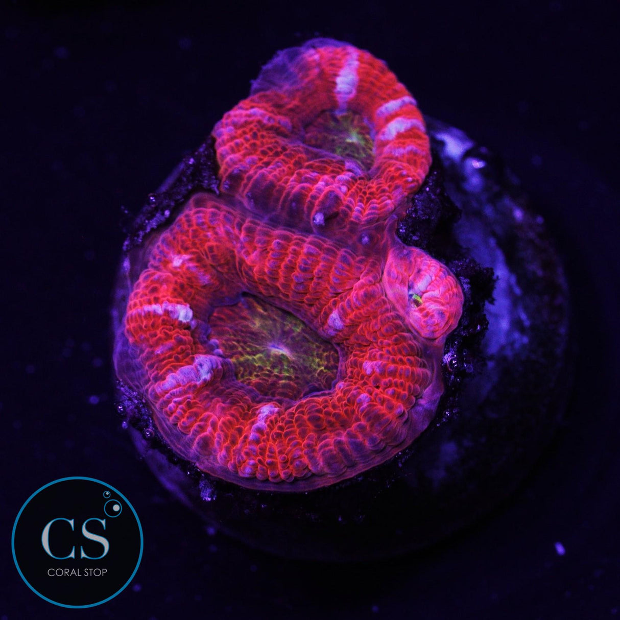 Rainbow Acan