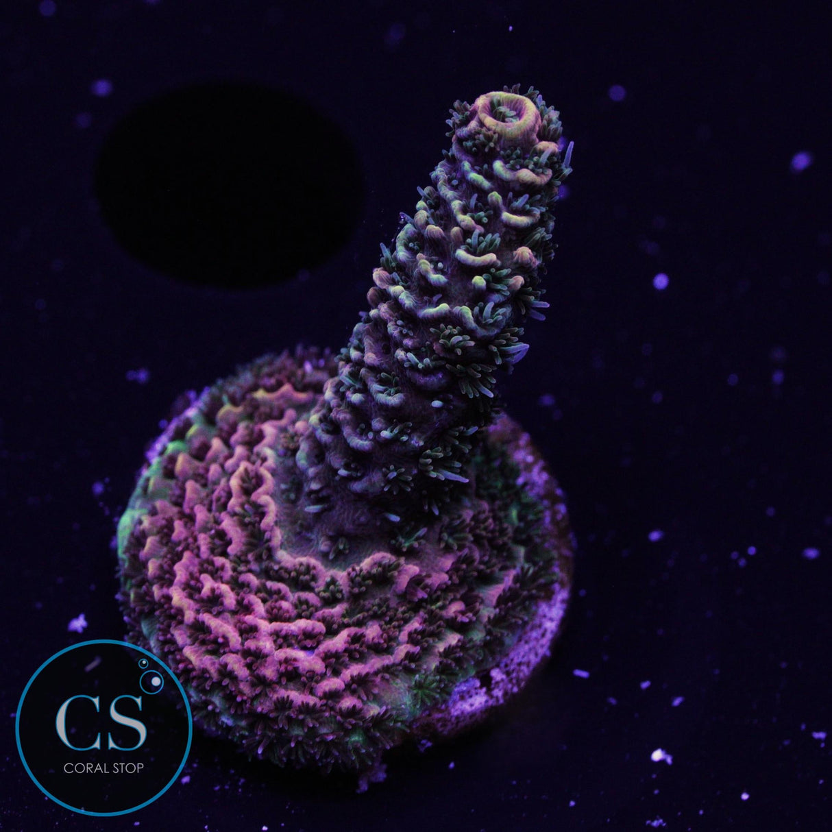 CS Tropical Vibe Milli