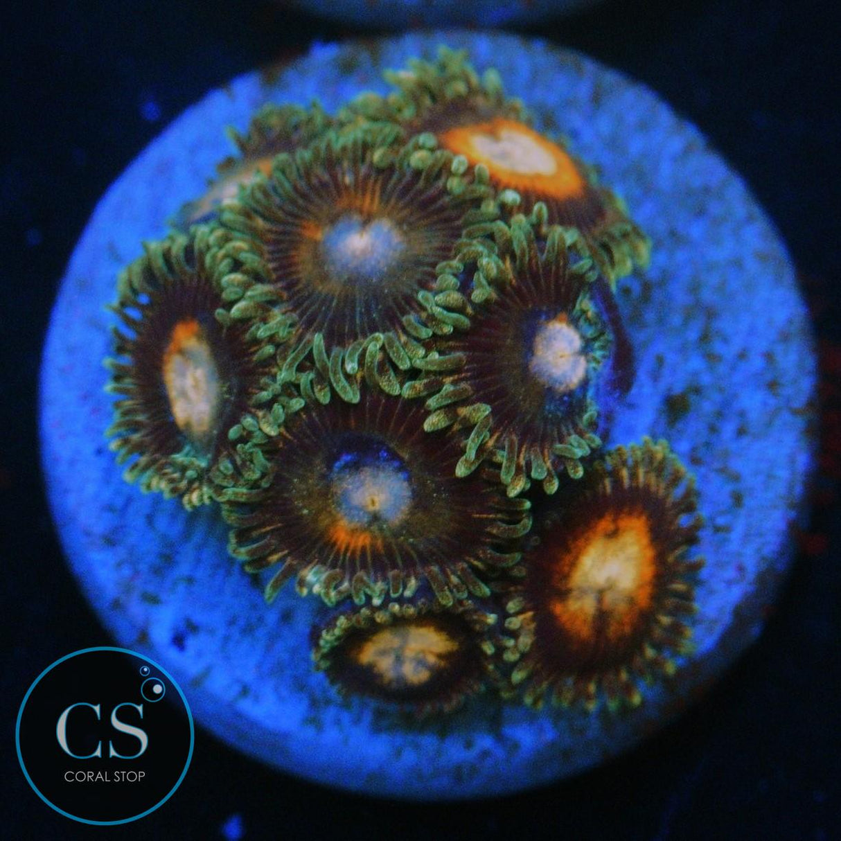JF FAIRY TALES ZOA