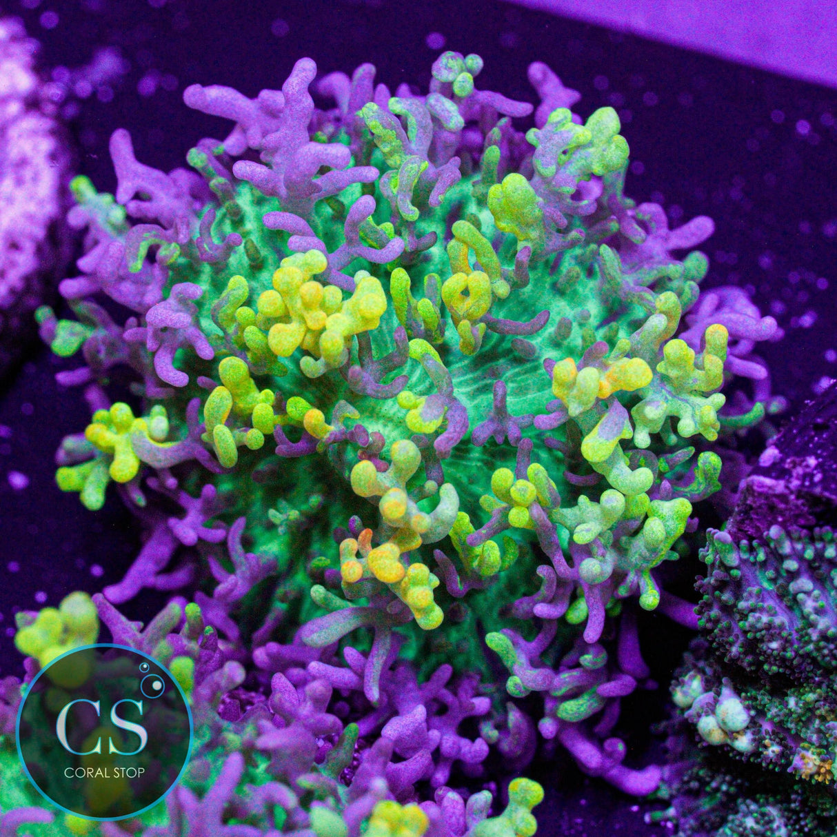 CC Magic Carpet Hairy Mushroom