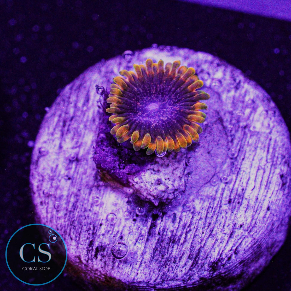 Ziggy Marley Zoa