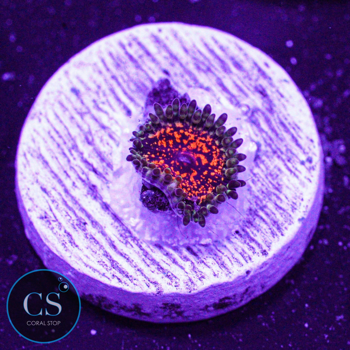 Ultimate Space Monster Zoa