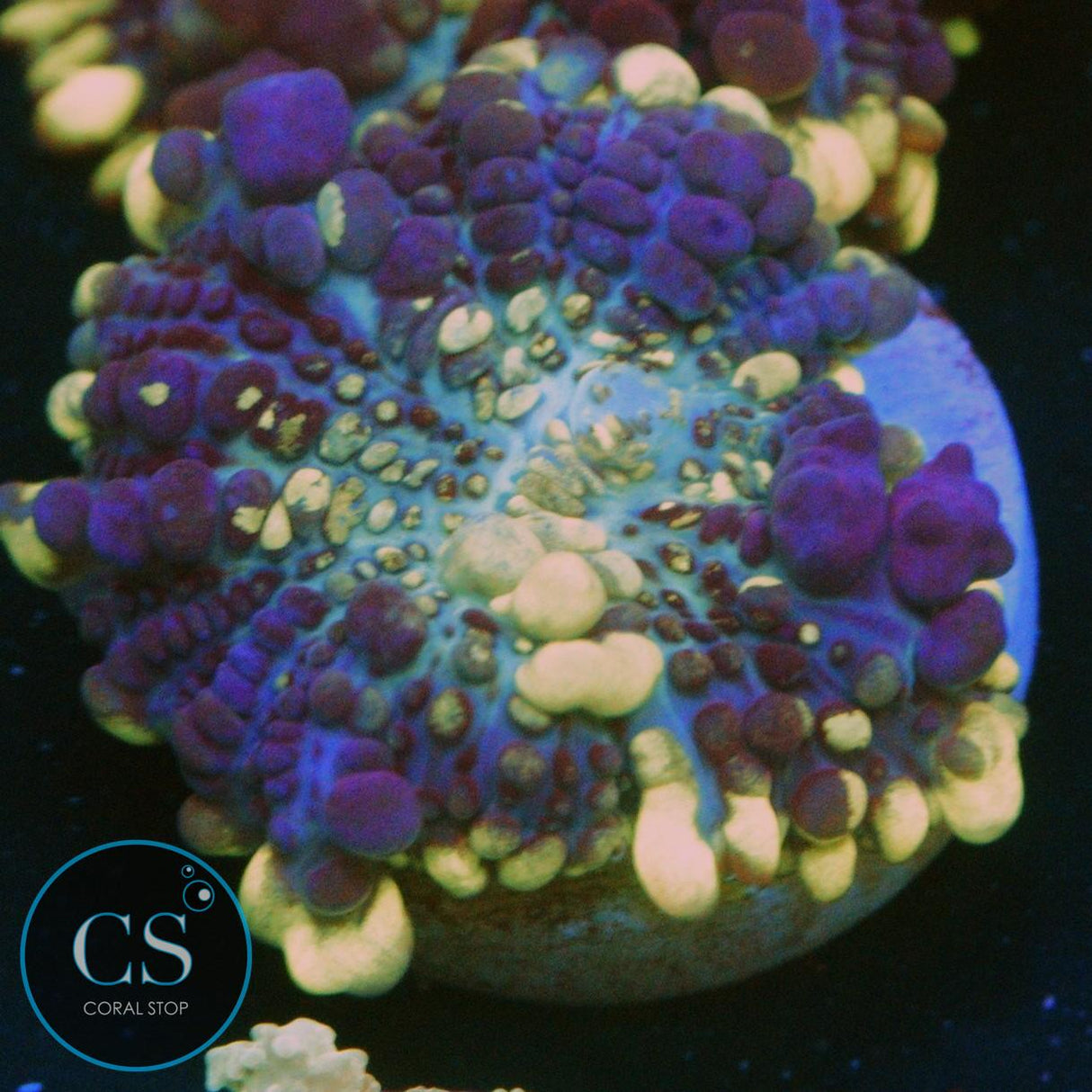 CS GRIMACE BOUNCE MUSHROOM
