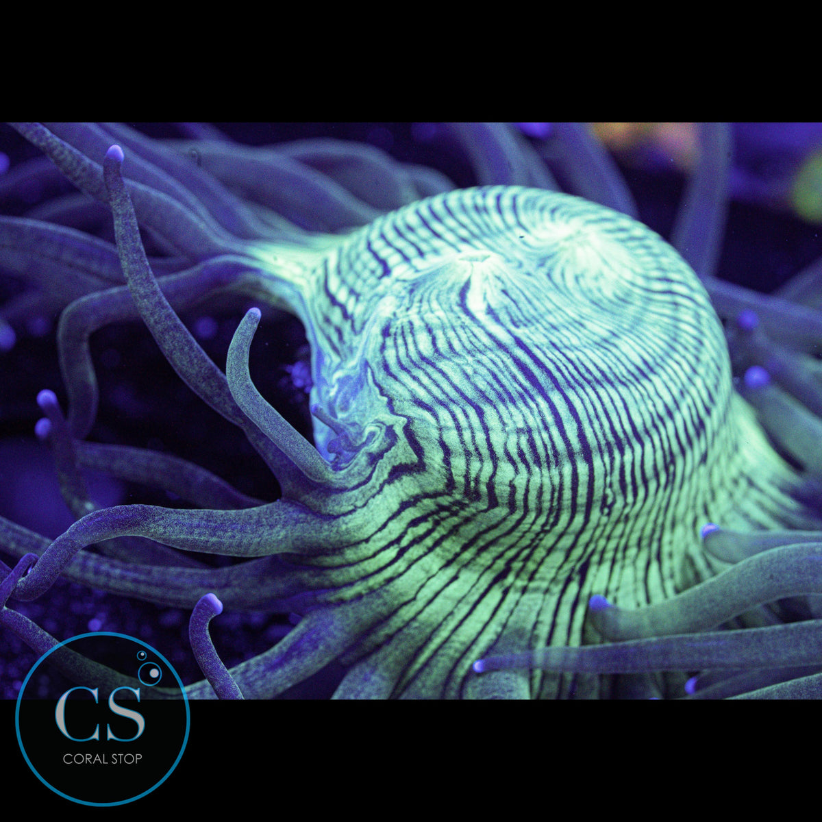 Blue Tip Elegance Coral