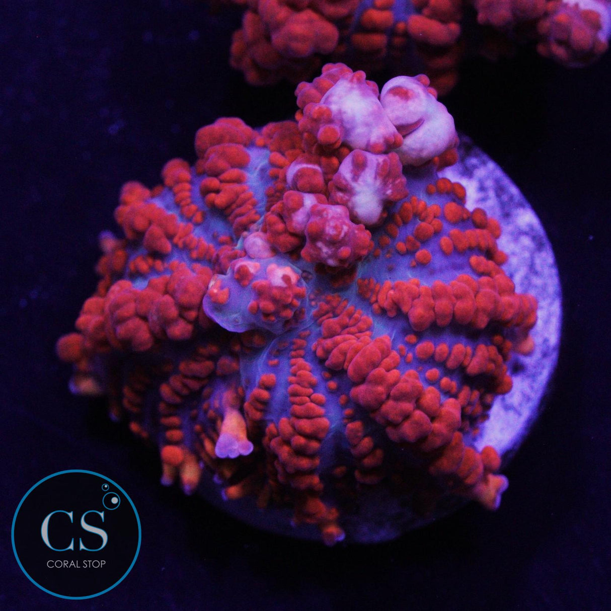 JF RAUNCHY RED BOUNCE MUSHROOM