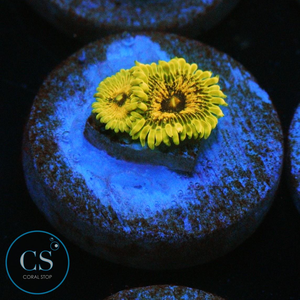 IA PURPLE VELOUR ZOA