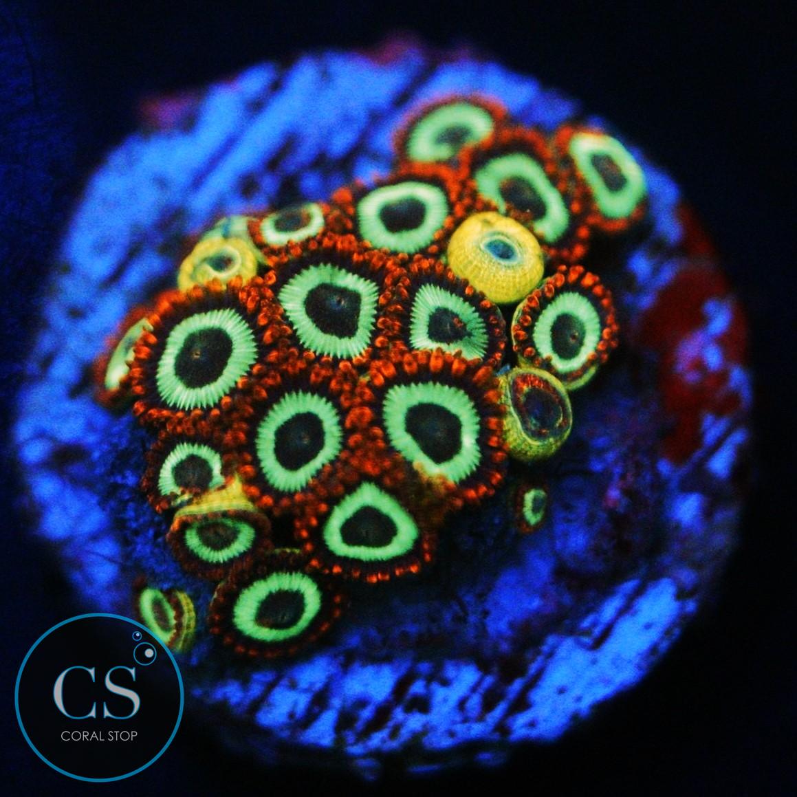 EMERALD ON FIRE ZOA