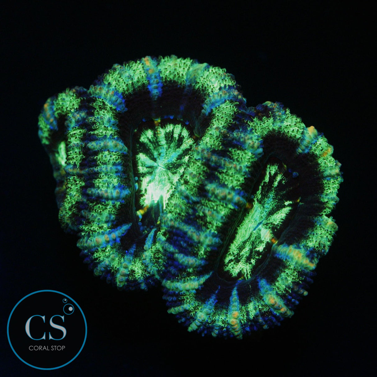 RADIOACTIVE ACAN CHUNK