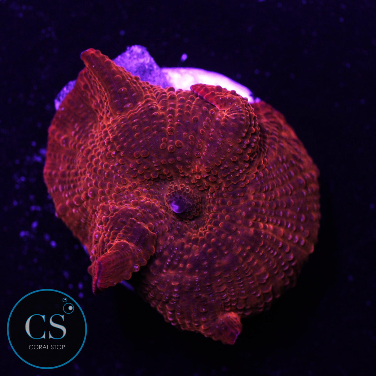 Ironman Disco Mushroom