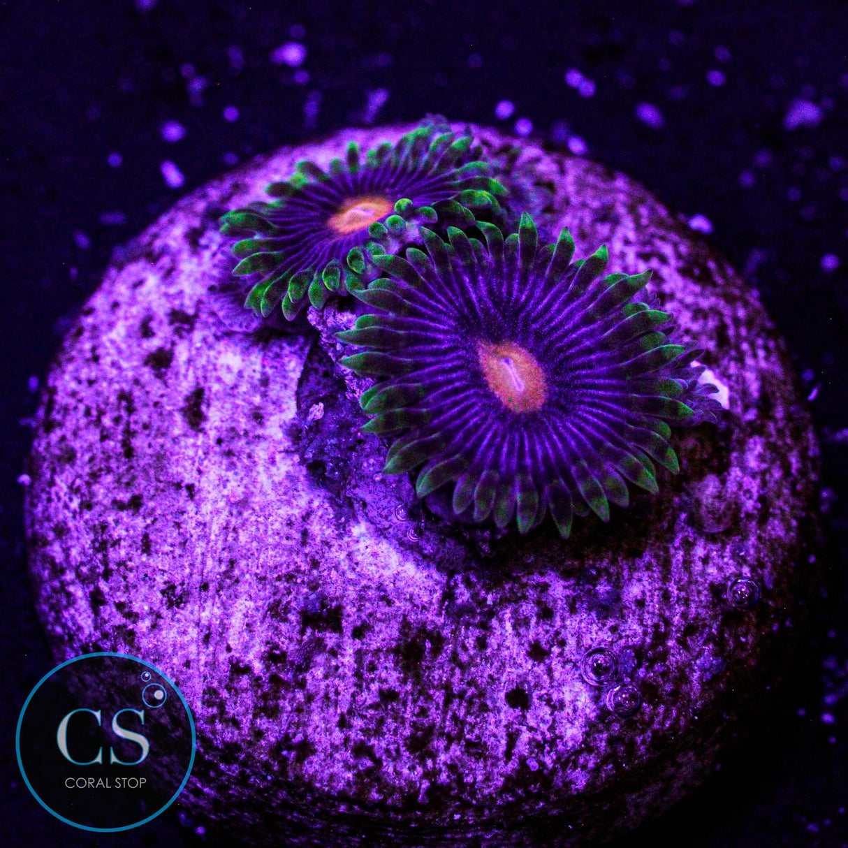 Widow Maker Zoa