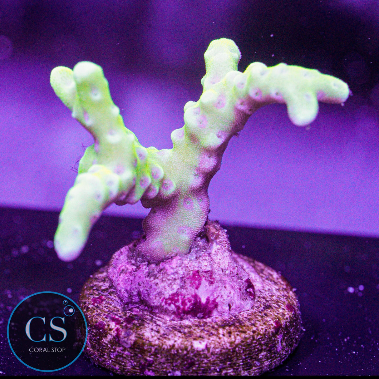 Goldenrod Anacropora