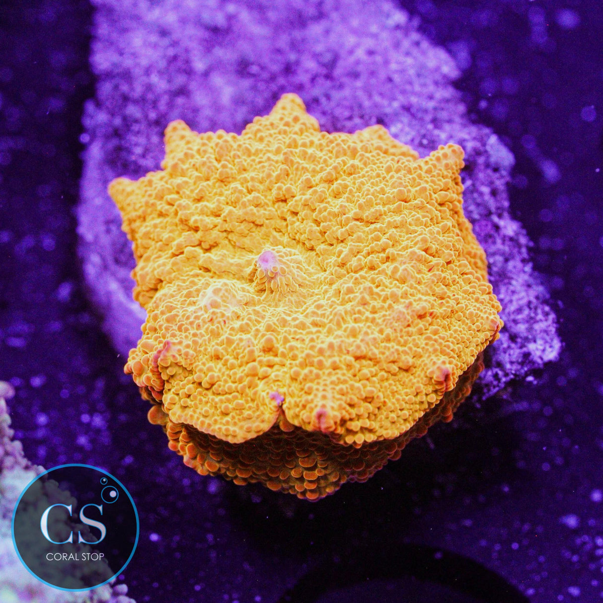 Poletti Jawbreaker Mushroom Double