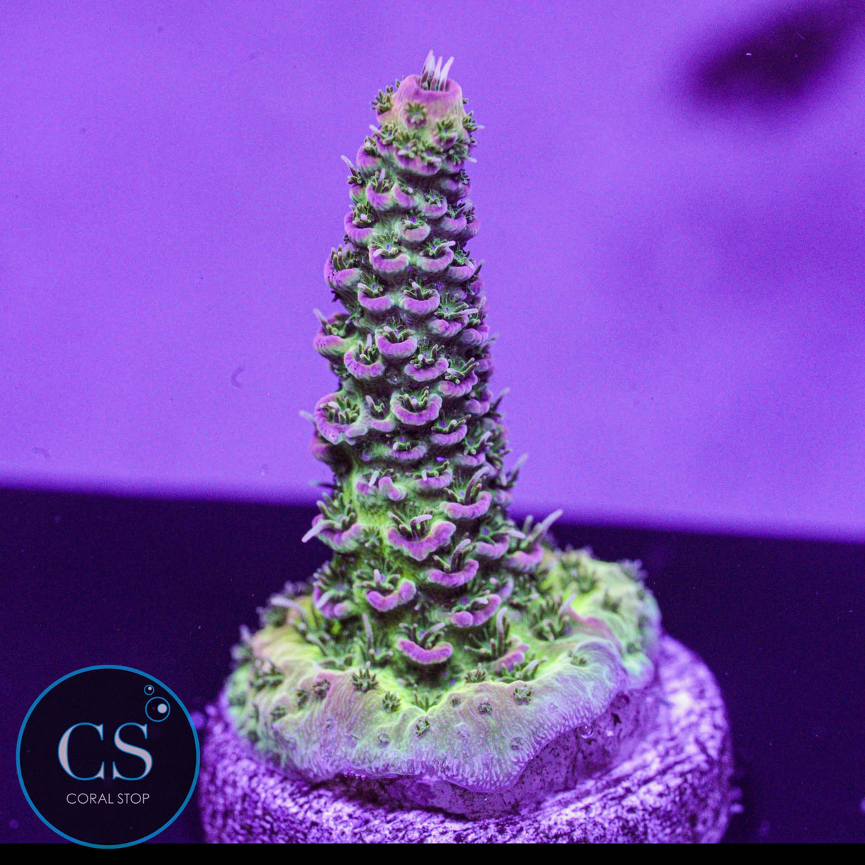TCK Skywalker Acro