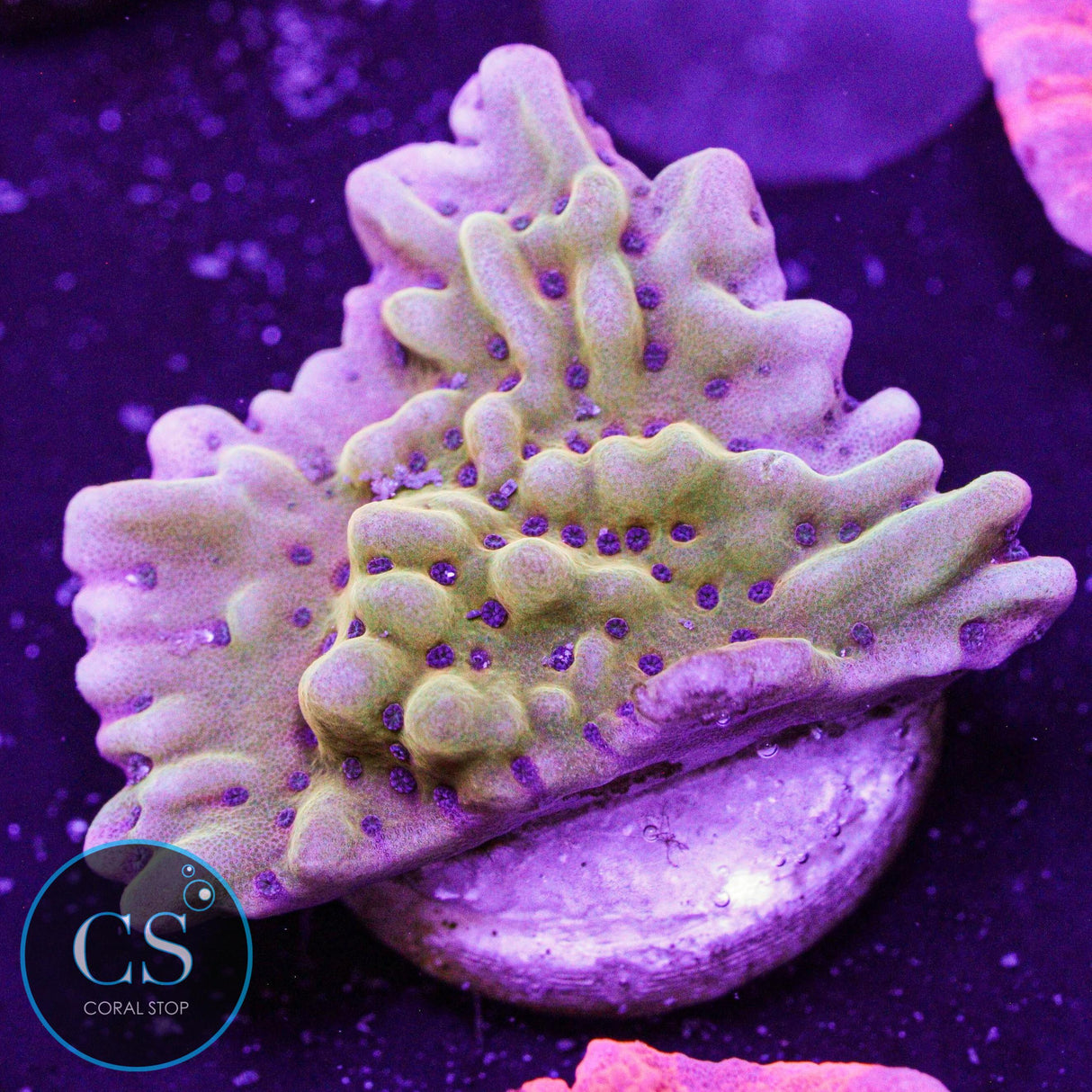 JF Scatter Brain Montipora