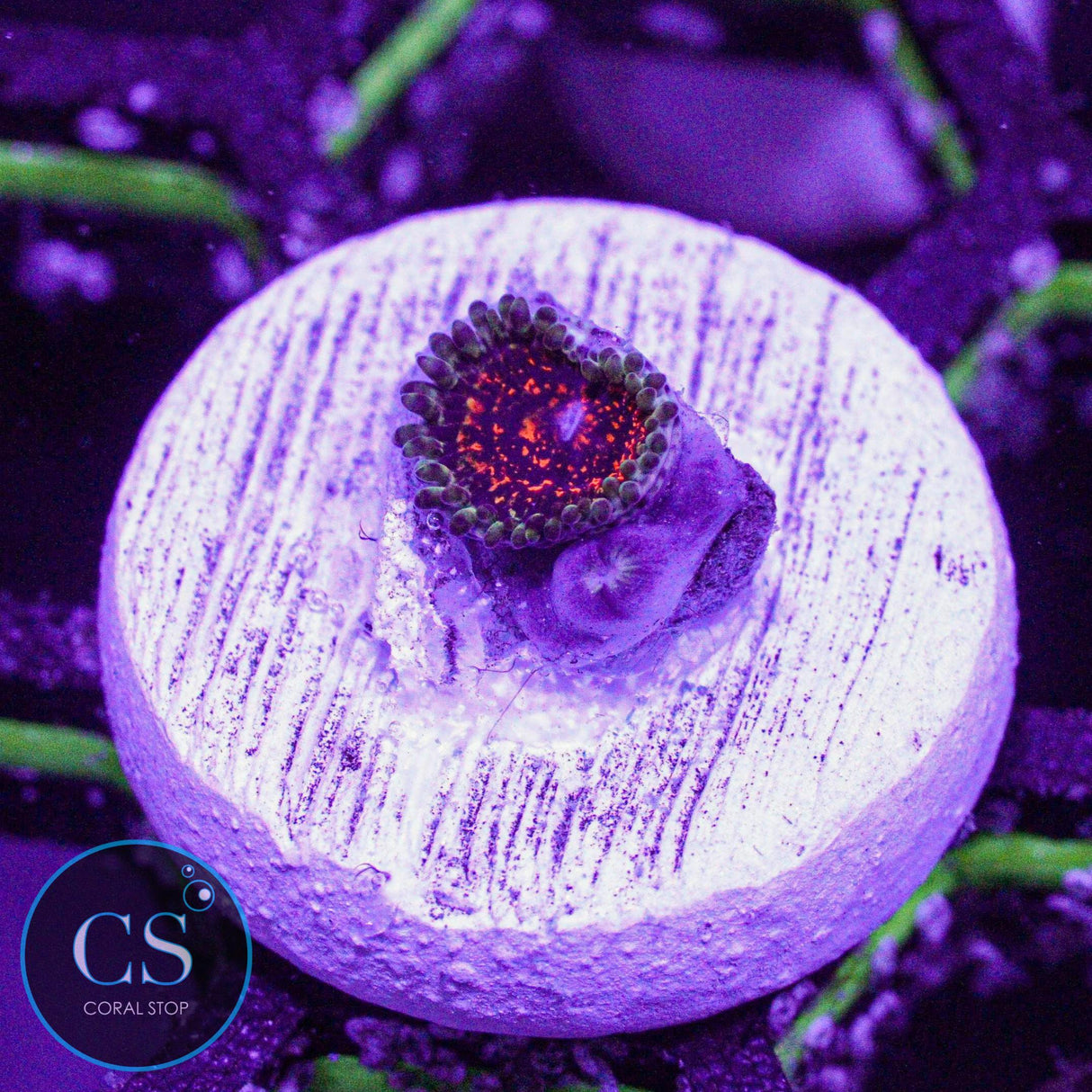 Ultimate Space Monster Zoa