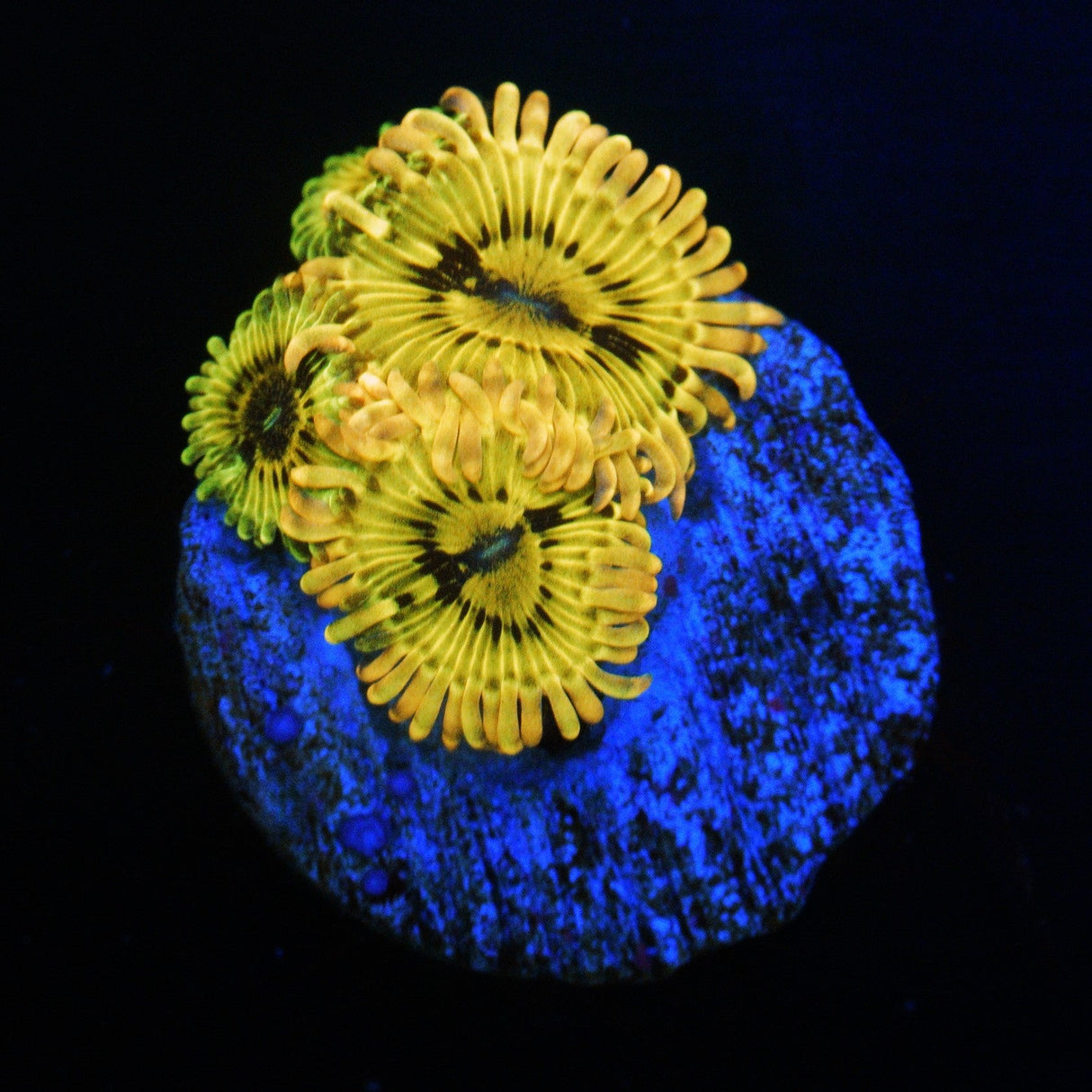 LEMON HEAD ZOA