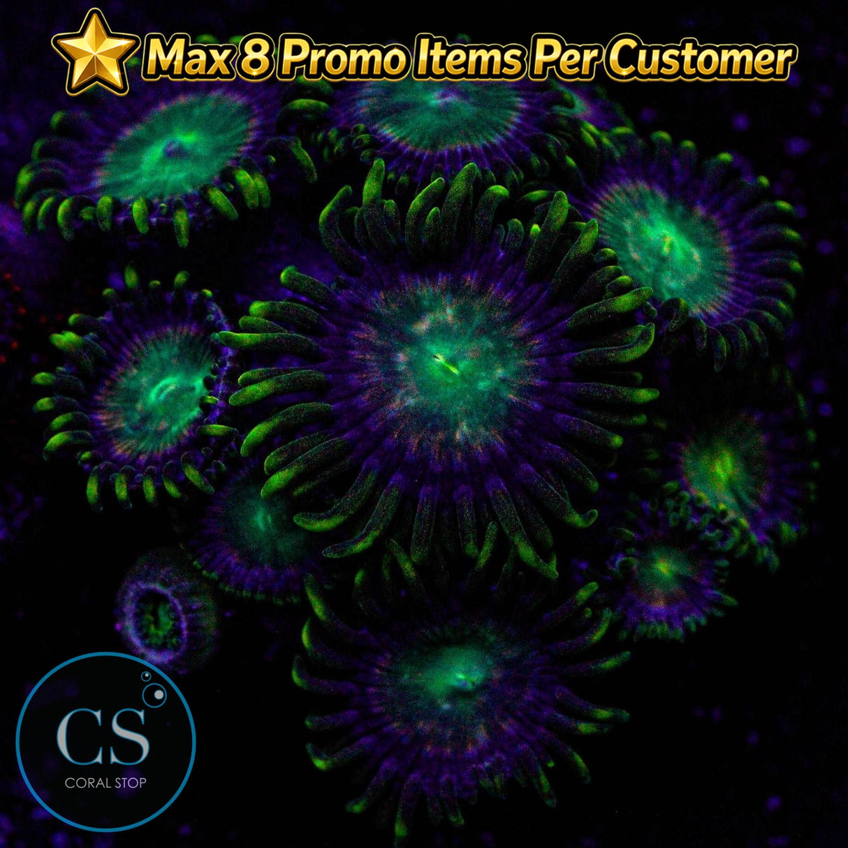 Radioactive Dragon Eyes Zoa