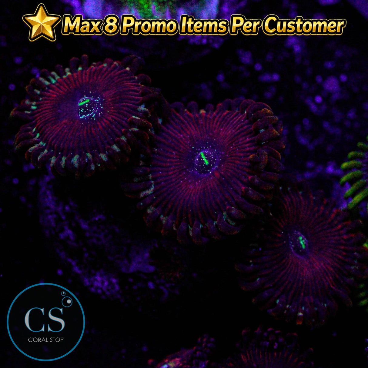 Salted Agave Zoa