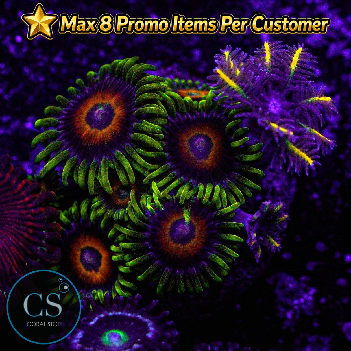 Eagle Eyes Zoa