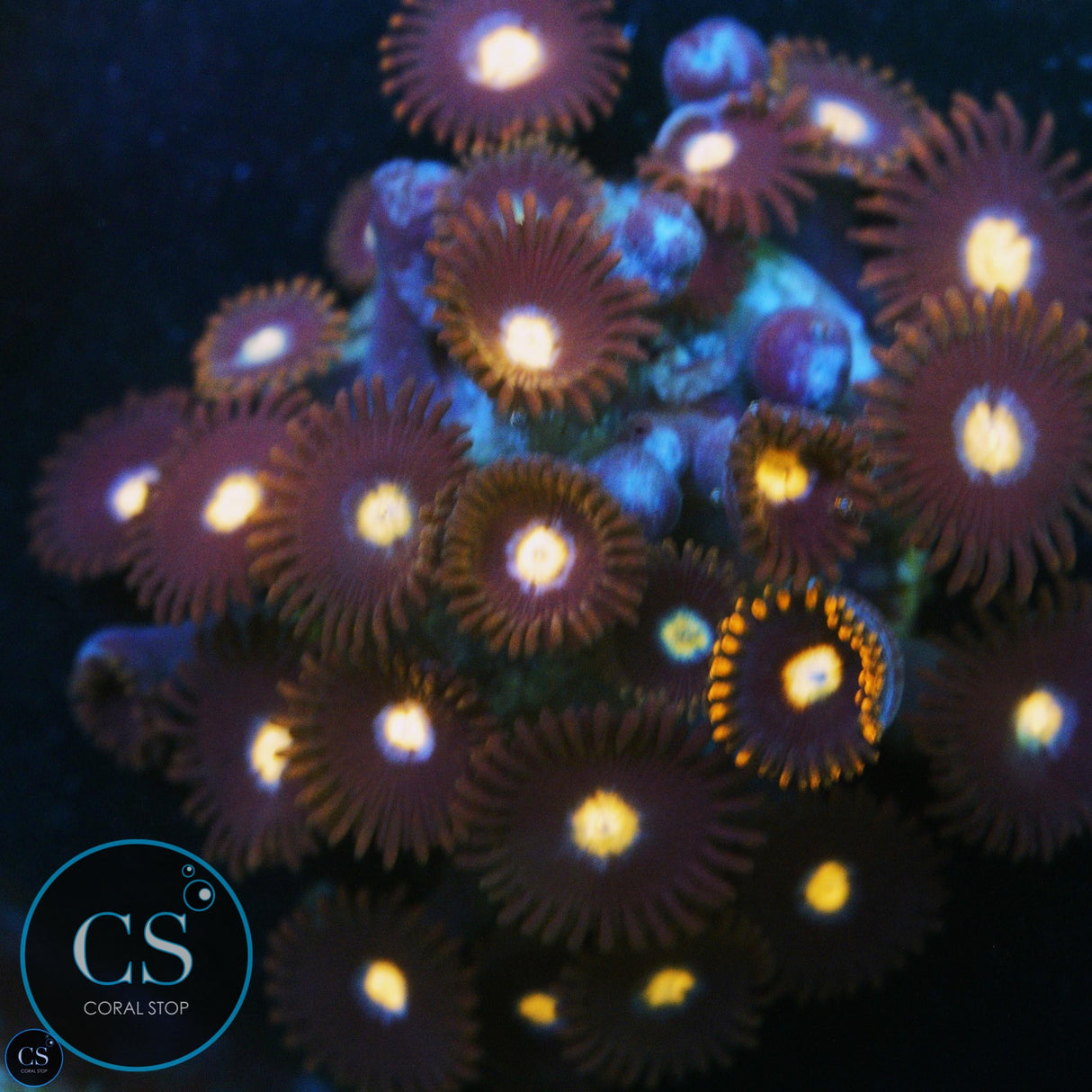 JPS MYSTIQUE ZOA