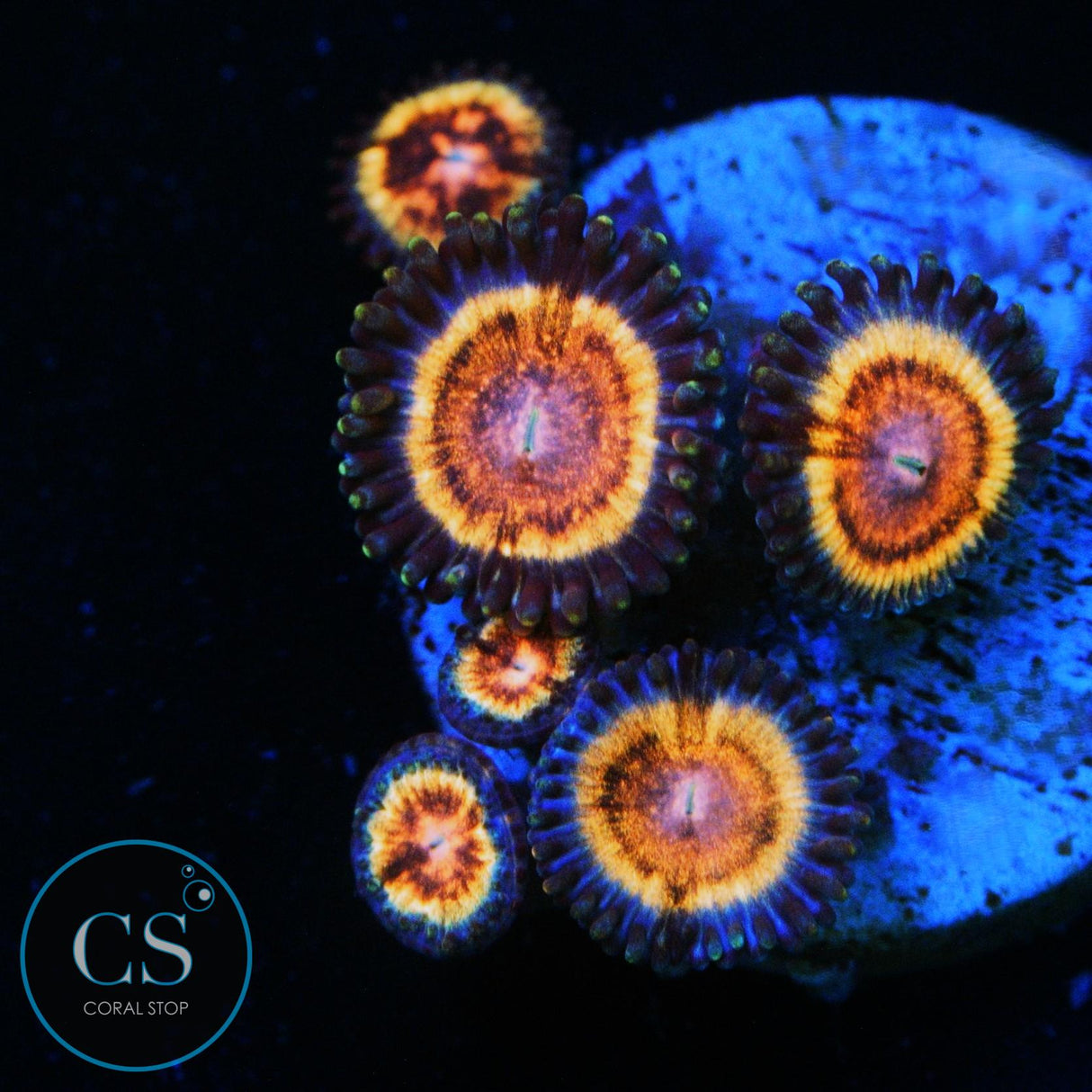 KC BLOODSUCKER ZOA