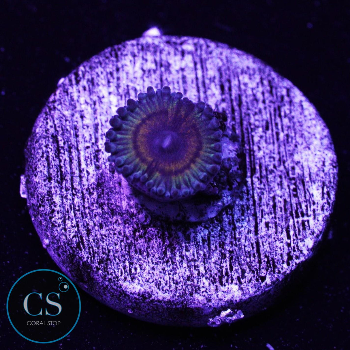 Bowling Green Massacre Zoa