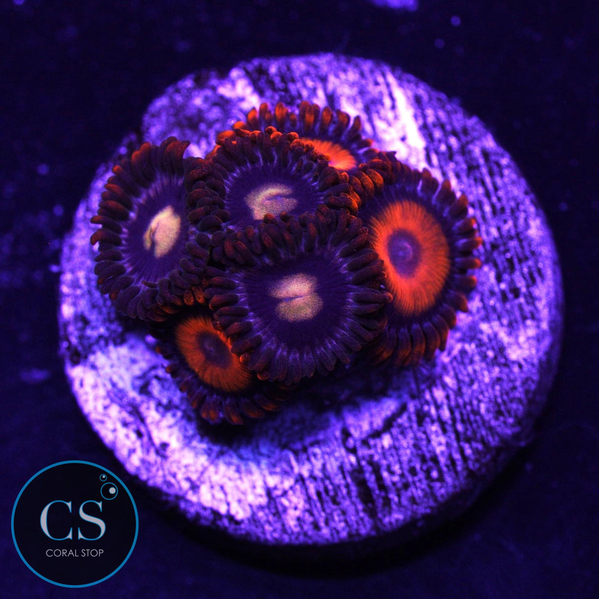 Combo Zoa