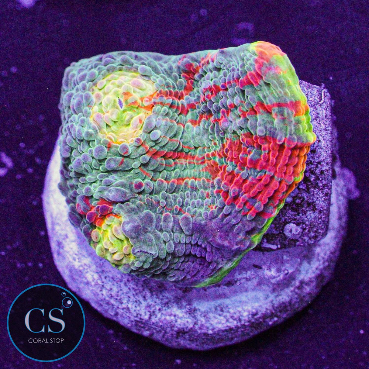 Rainbow Jellybean Chalice