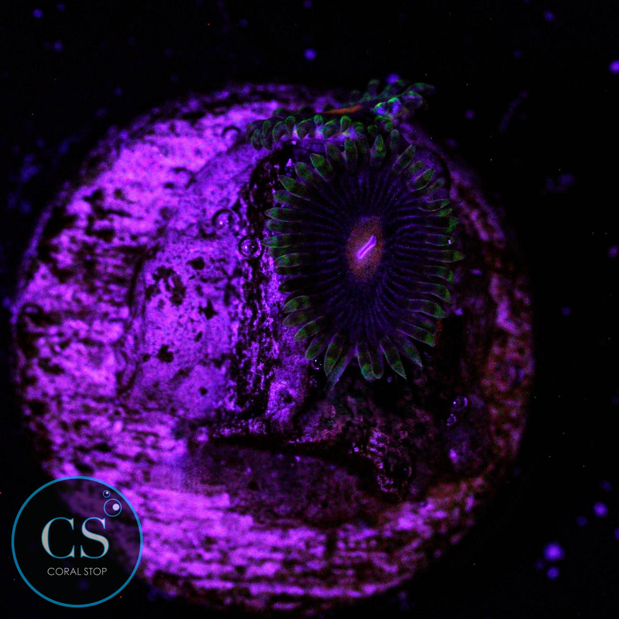 Widow Maker Zoa