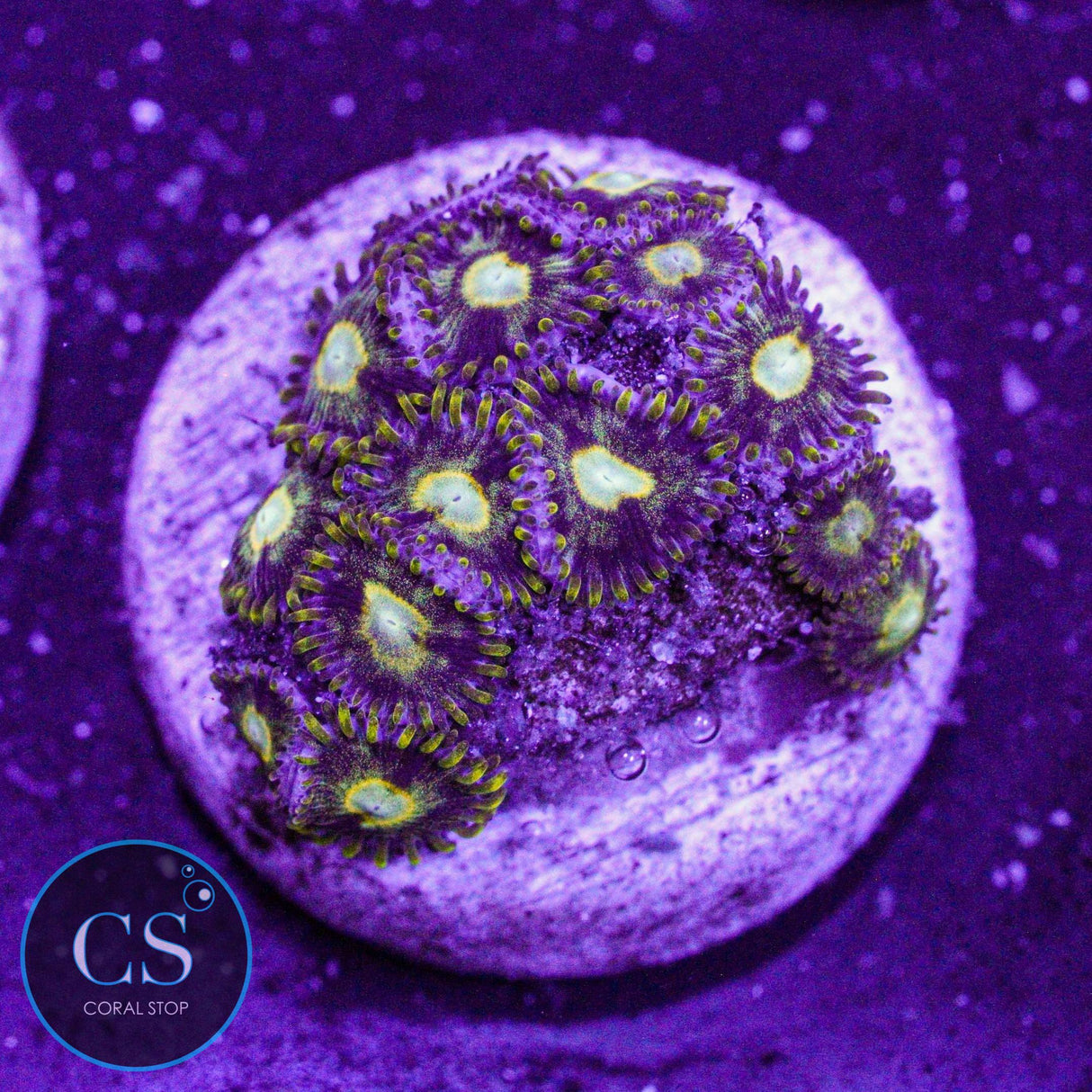 Murder Hornet Zoa