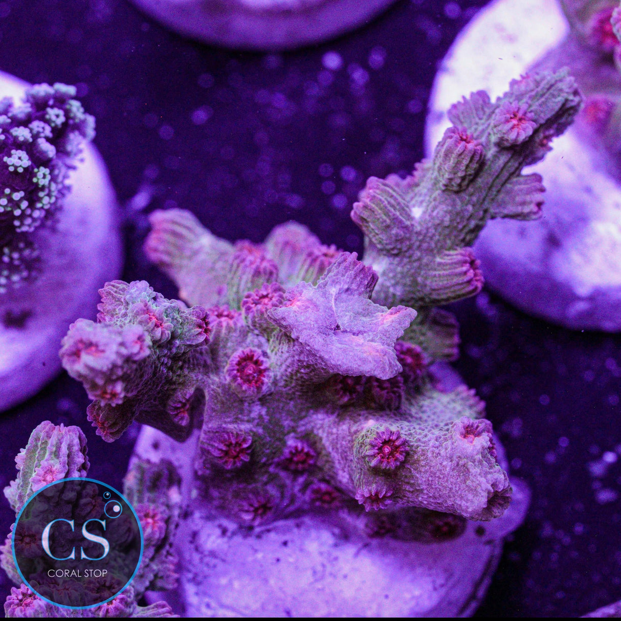 Branching Meteor Shower Cyphastrea