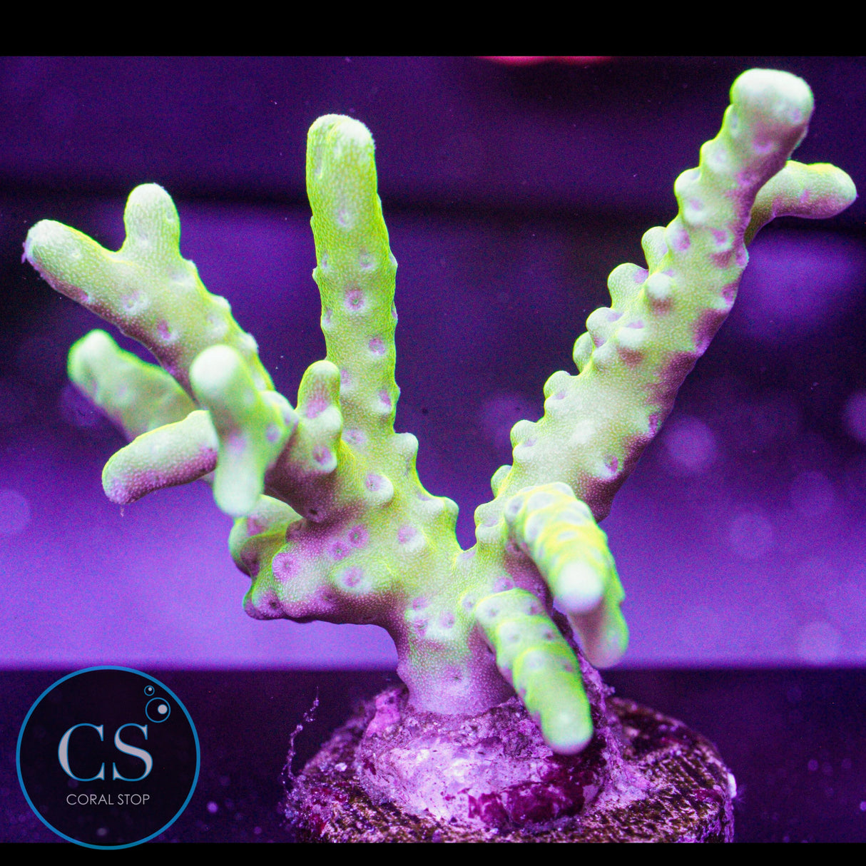 Goldenrod Anacropora
