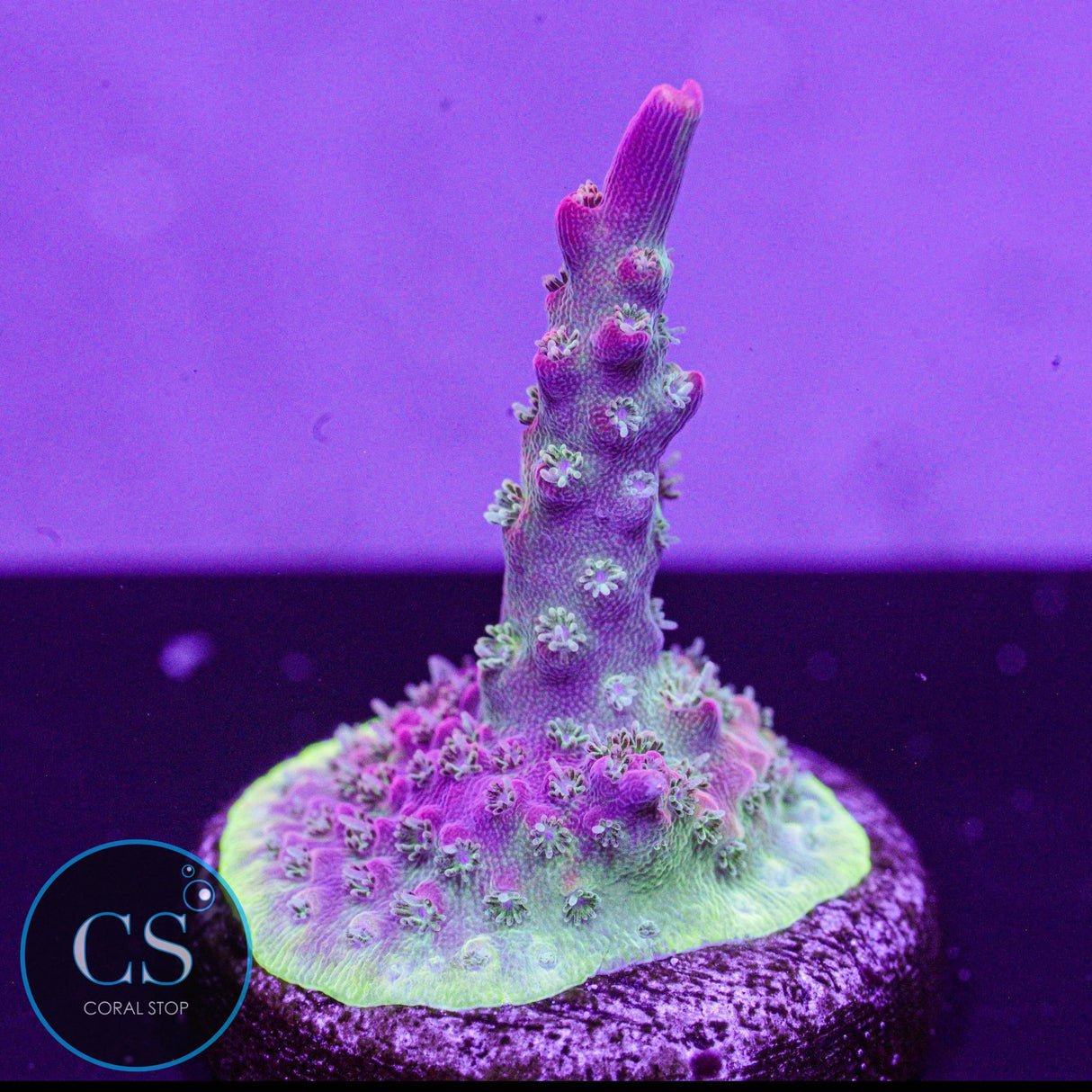 Vivid's Confetti Acro