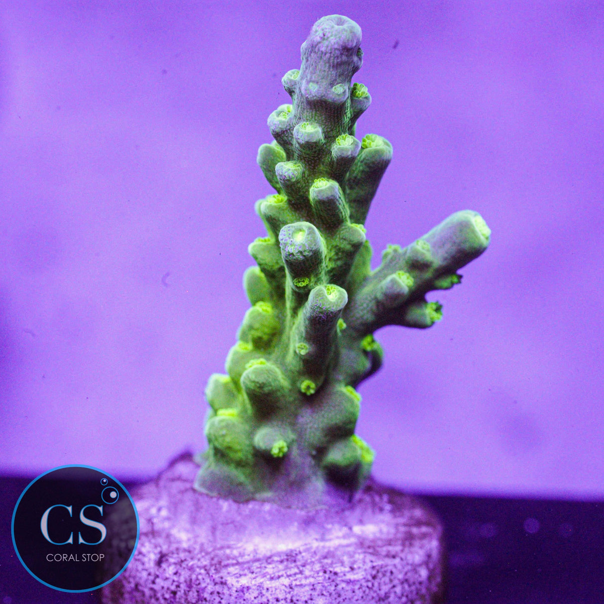 TCK Green Bottle Brush Acro