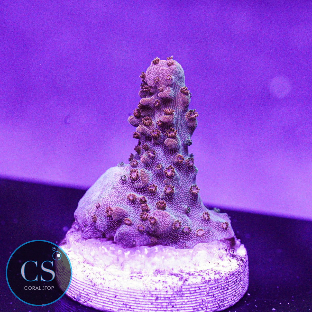 CC Red Oxide Acro