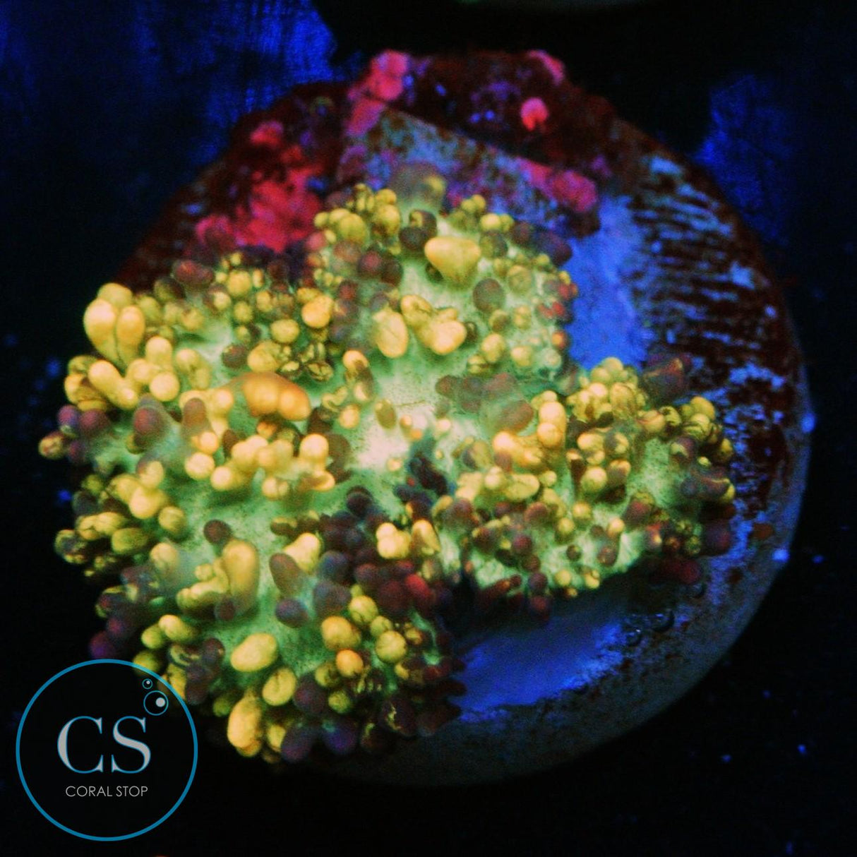 CC MAGIC CARPET MUSHROOM