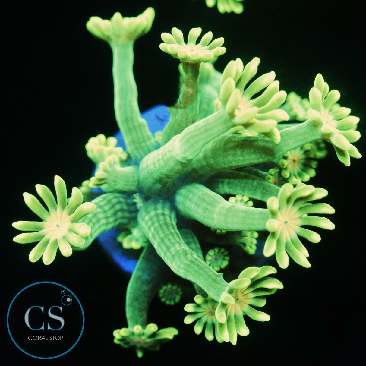 SOLAR BLOOM ALVEOPORA