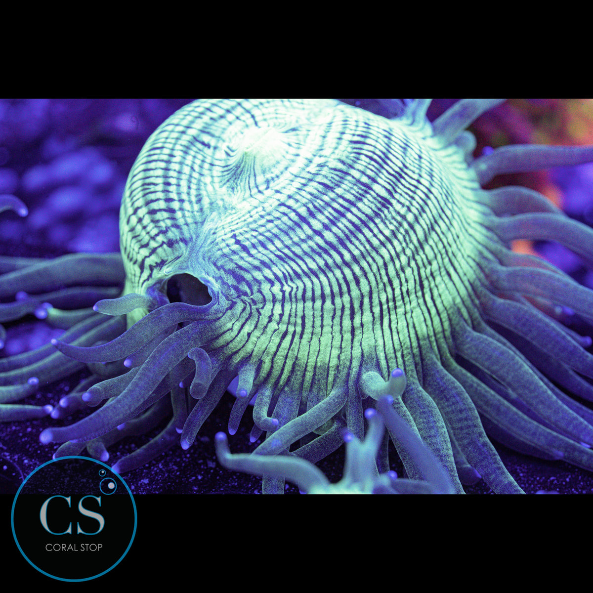 Blue Tip Elegance Coral
