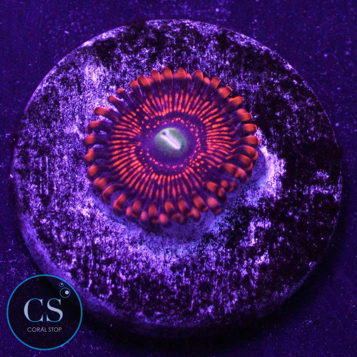 WWC ILLUMINATI ZOA
