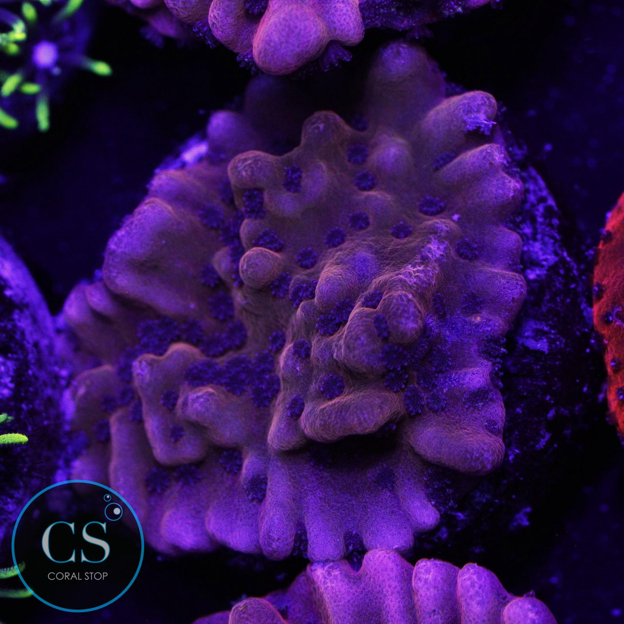 CB FLAMING PHOENIX MONTI