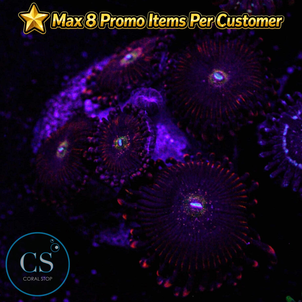 Rainbow Sakura Zoa