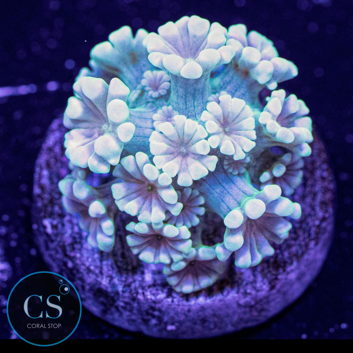 Hologram Alveopora