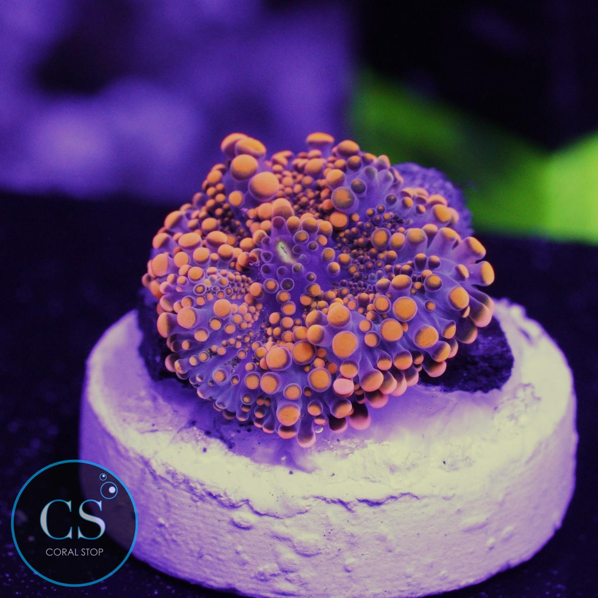 King Kong Yuma Mushroom