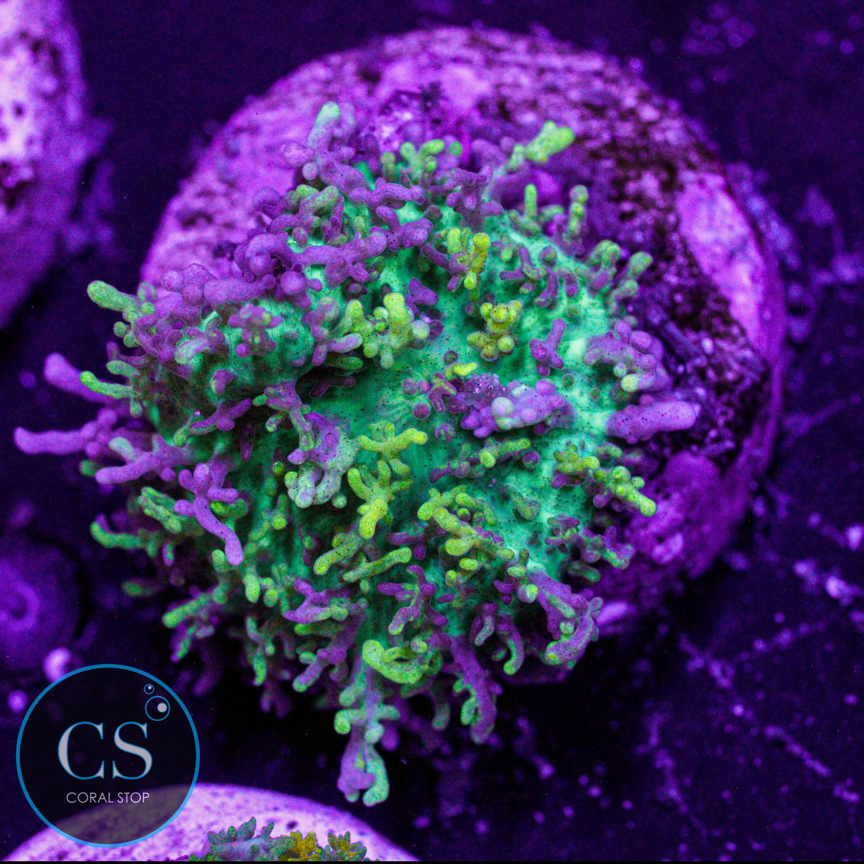 CC Magic Carpet Hairy Mushroom