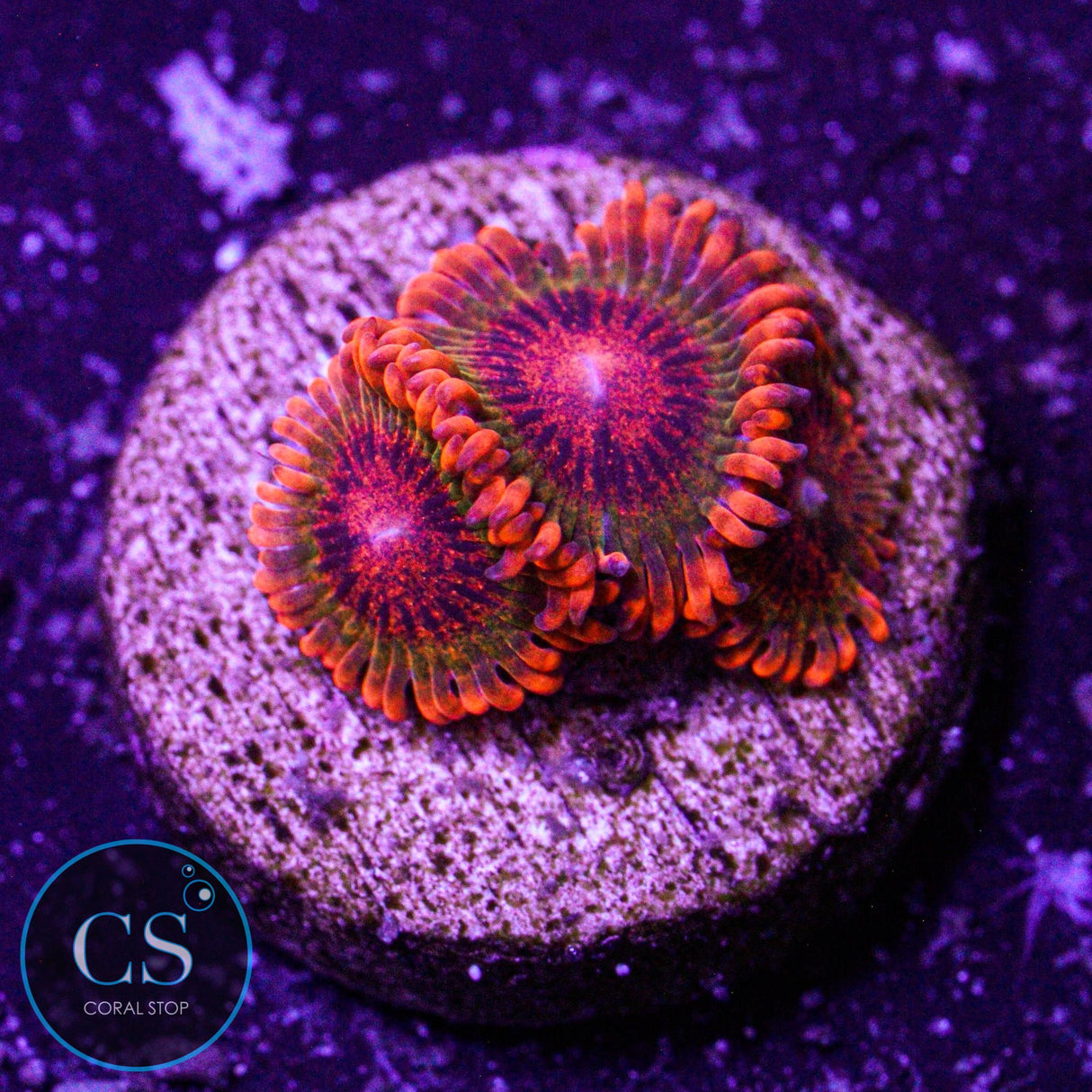 Speckled Krakatoa