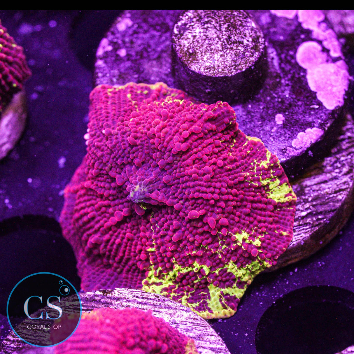 Eclectus Jawbreaker Mushroom