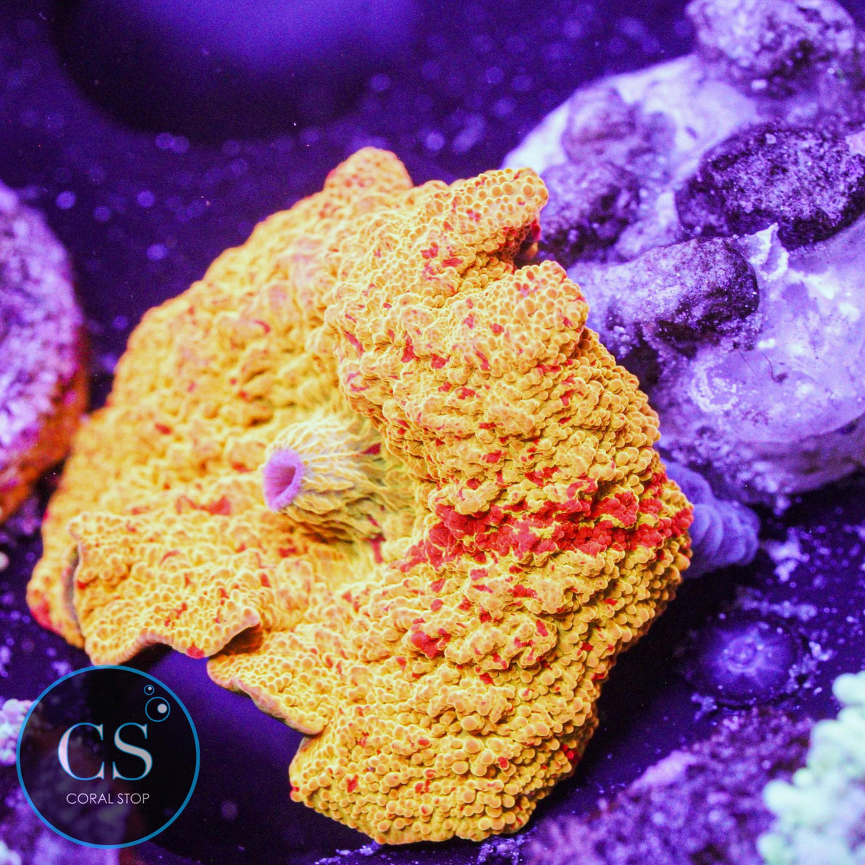 Poletti Jawbreaker Mushroom