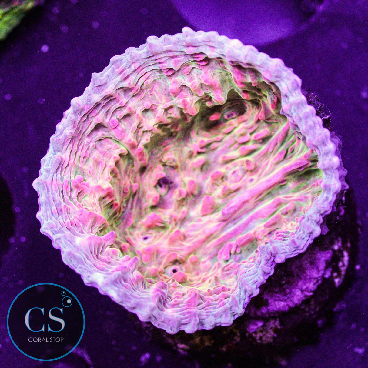 Dragon Fruit Chalice