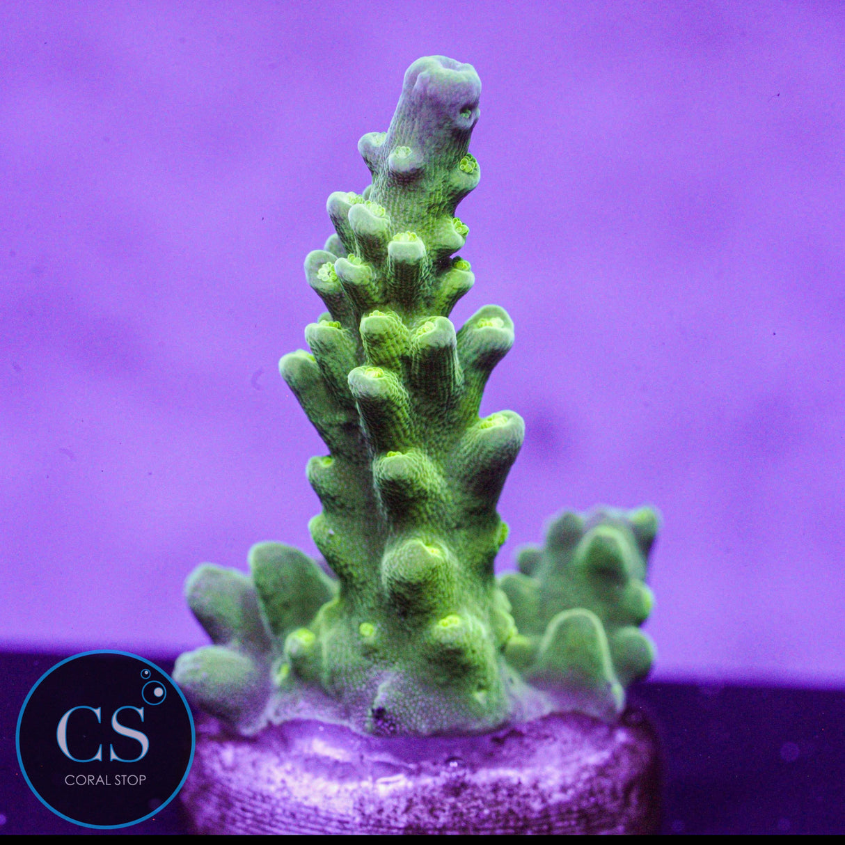 TCK Green Bottle Brush Acro